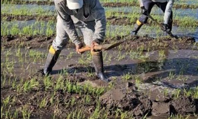 DIA DO AGRICULTOR: PROFISSÃO, RESILIÊNCIA